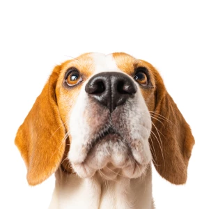 An obedient adolescent dog with a curious expression looks up at the camera on a white background.