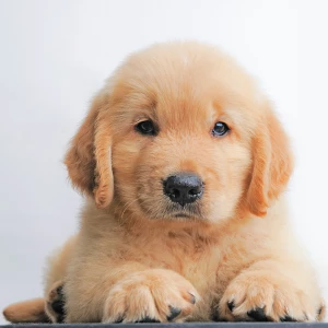 A cute golden retriever puppy laying down, looking adorable and innocent.