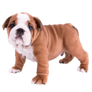 A cute bulldog puppy stands waiting for puppy training classes