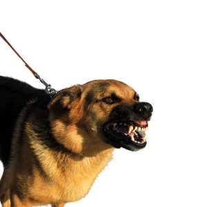 A reactive dog with an open mouth and visible teeth, displaying a mix of fear and aggression.