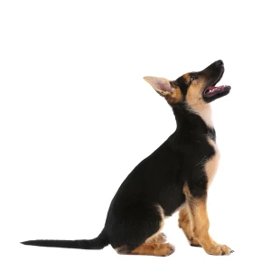 A German Shepherd puppy sits obediently in dog training classes Calgary