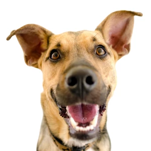 A happy therapy dog in training with a cheerful expression, gazing upwards with a smile on its face.