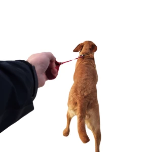 A hand gripping a leash connected to a dog, needing leash training in Calgary